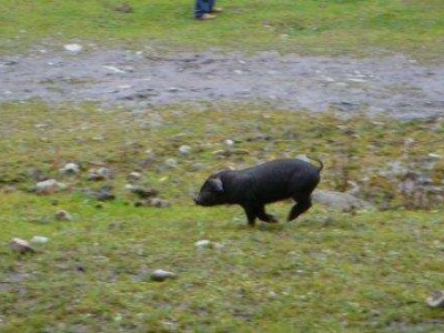红河小黑猪养殖中心 供应量1万头图7