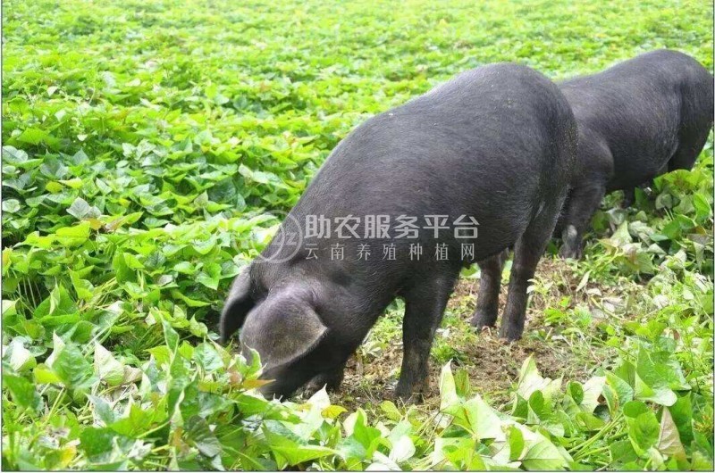 红河小黑猪养殖中心 供应量1万头图8