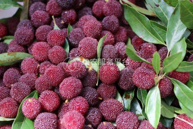 红河洛恩杨梅种植中心 供应量1吨图3