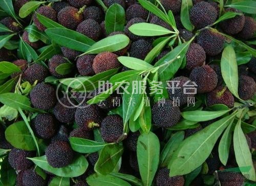 红河洛恩杨梅种植中心 供应量1吨图1