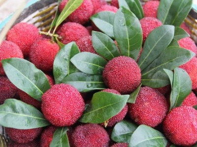 红河洛恩杨梅种植中心 供应量1吨图5