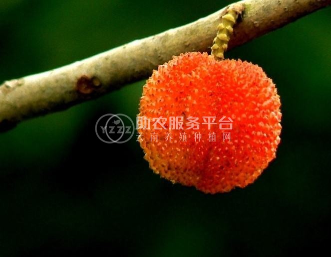 红河洛恩杨梅种植中心 供应量1吨图2