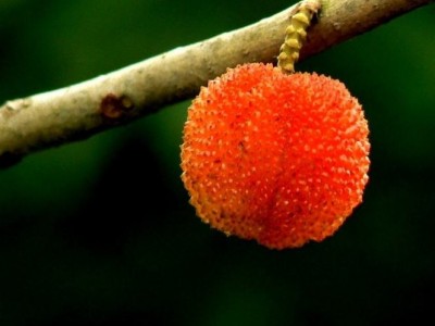 红河洛恩杨梅种植中心 供应量1吨图2