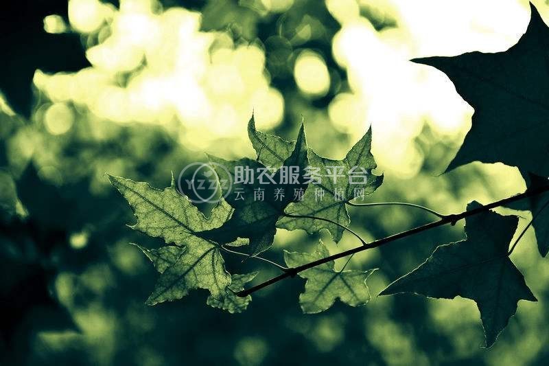 大理梧桐种植基地供应5万株图1
