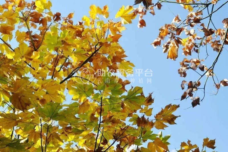 大理梧桐种植基地供应5万株图2