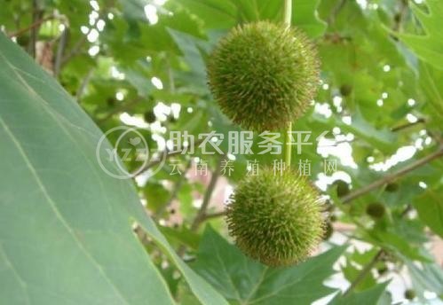 大理梧桐种植基地供应5万株图3