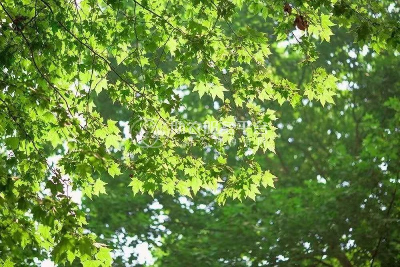 大理梧桐种植基地供应5万株图4