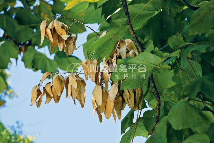 大理梧桐种植基地供应5万株图5