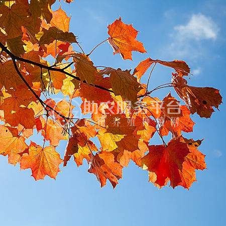 红河枫树种植中心 供应量2万棵图7