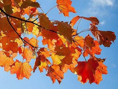 红河枫树种植中心 供应量2万棵图7