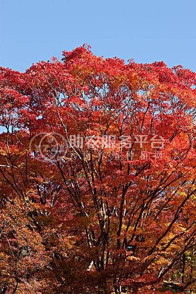 红河枫树种植中心 供应量2万棵图3