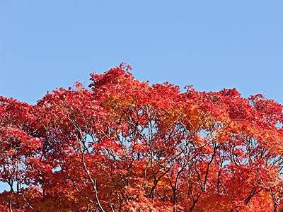 红河枫树种植中心 供应量2万棵图3