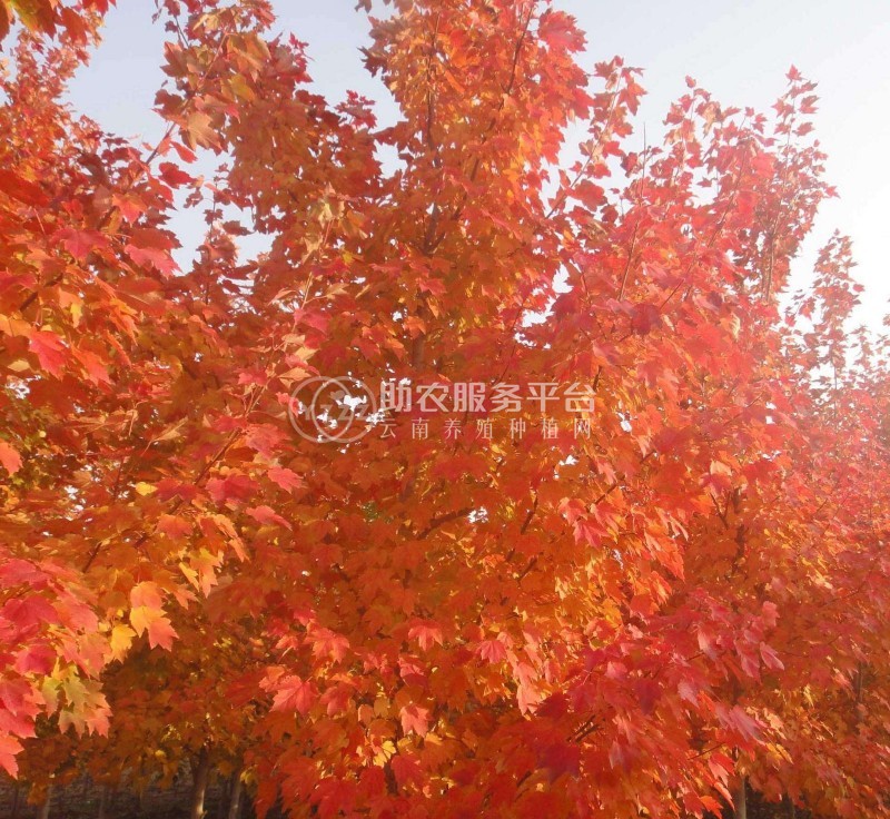 红河枫树种植中心 供应量2万棵图5