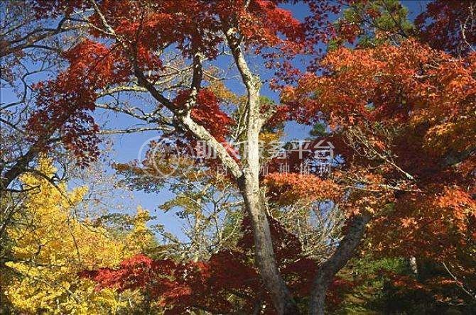 红河枫树种植中心 供应量2万棵图4