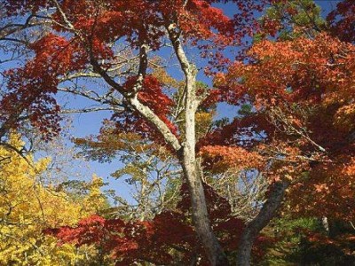 红河枫树种植中心 供应量2万棵图4