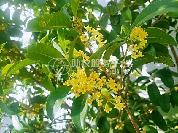 红河洛恩桂花树养殖中心 供应量2000万棵图1