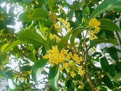 红河洛恩桂花树养殖中心 供应量2000万棵
