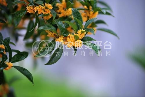 红河洛恩桂花树养殖中心 供应量2000万棵图5