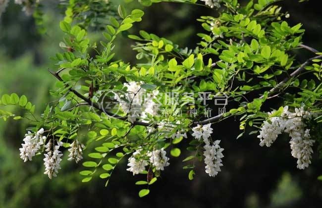 大理槐树种植基地供应4万株图1
