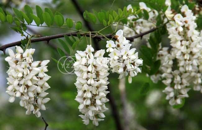 大理槐树种植基地供应4万株图2