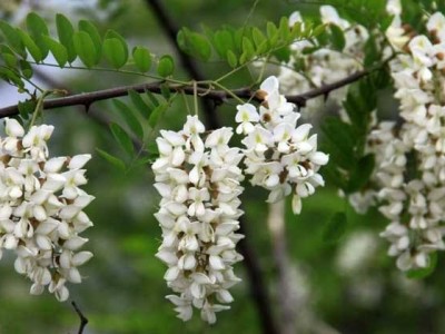 大理槐树种植基地供应4万株图2
