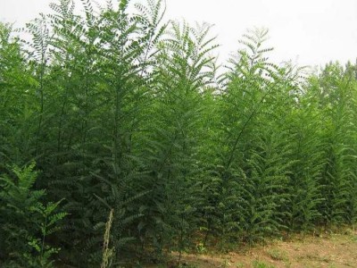 大理槐树种植基地供应4万株图3