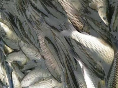 楚雄草鱼养殖基地供应量700万条图2