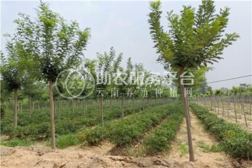 大理槐树种植基地供应4万株图4