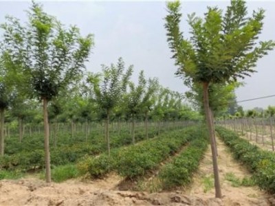 大理槐树种植基地供应4万株图4