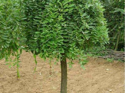 大理槐树种植基地供应4万株图5