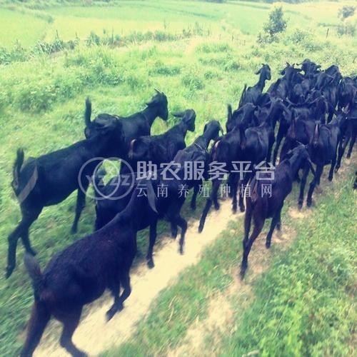 楚雄黑山羊养殖基地供应量6万头图3