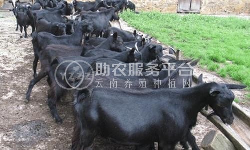 楚雄黑山羊养殖基地供应量6万头图2