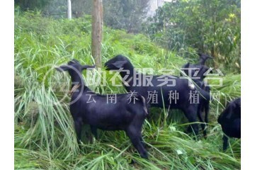 楚雄黑山羊养殖基地供应量6万头图1
