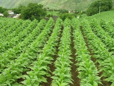 楚雄烤烟种植基地供应量8吨