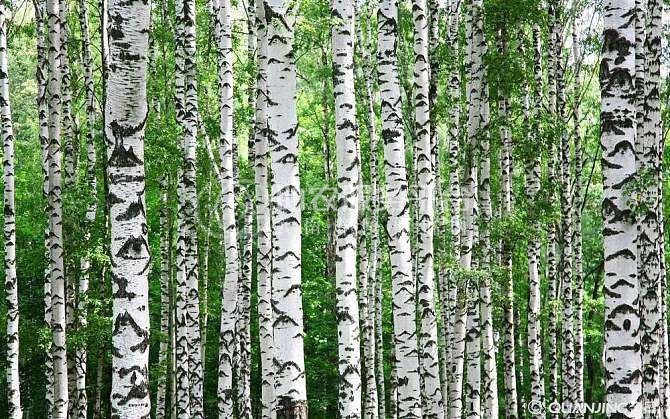 大理桦树种植基地供应1万株图2