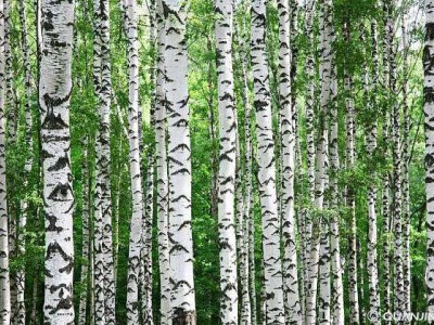 大理桦树种植基地供应1万株图2