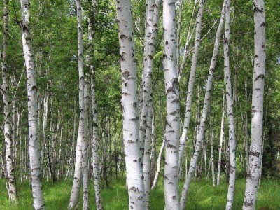 大理桦树种植基地供应1万株图3