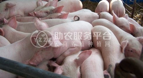 楚雄生猪养殖基地供应量9万头图2