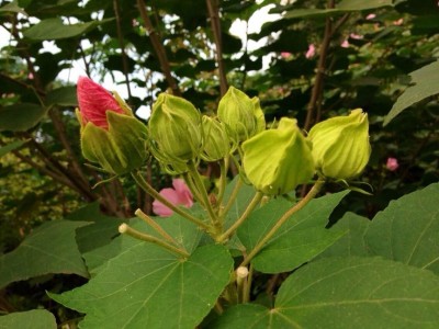 红河木芙蓉种植基地 供应量20万株图3