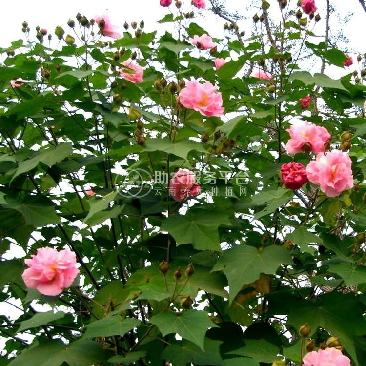 红河木芙蓉种植基地 供应量20万株图7
