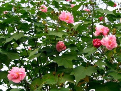 红河木芙蓉种植基地 供应量20万株图7