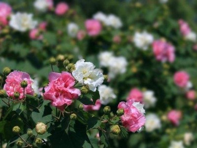 红河木芙蓉种植基地 供应量20万株图4