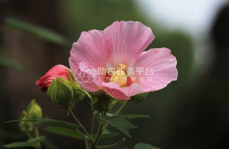红河木芙蓉种植基地 供应量20万株图5