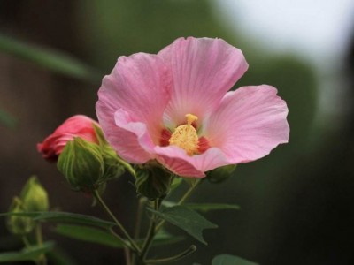 红河木芙蓉种植基地 供应量20万株图5