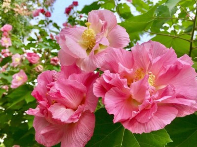 红河木芙蓉种植基地 供应量20万株图6