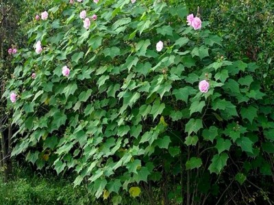 红河木芙蓉种植基地 供应量20万株图2