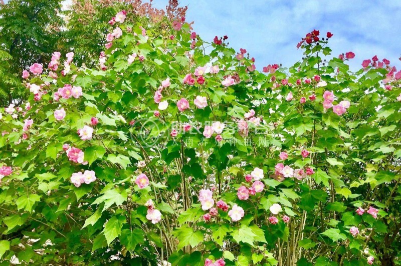 红河木芙蓉种植基地 供应量20万株图8