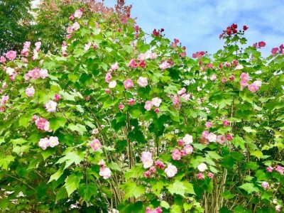 红河木芙蓉种植基地 供应量20万株图8