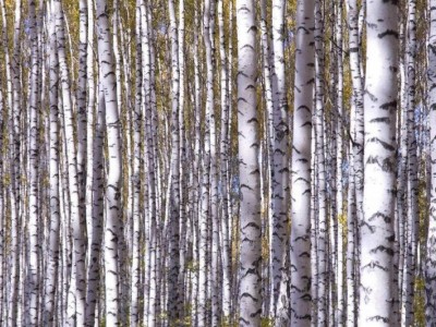 大理桦树种植基地供应1万株图4