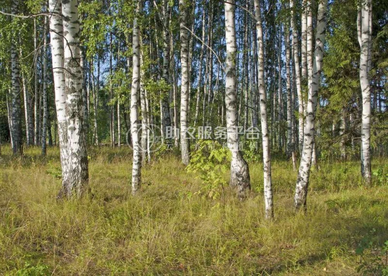 大理桦树种植基地供应1万株图5